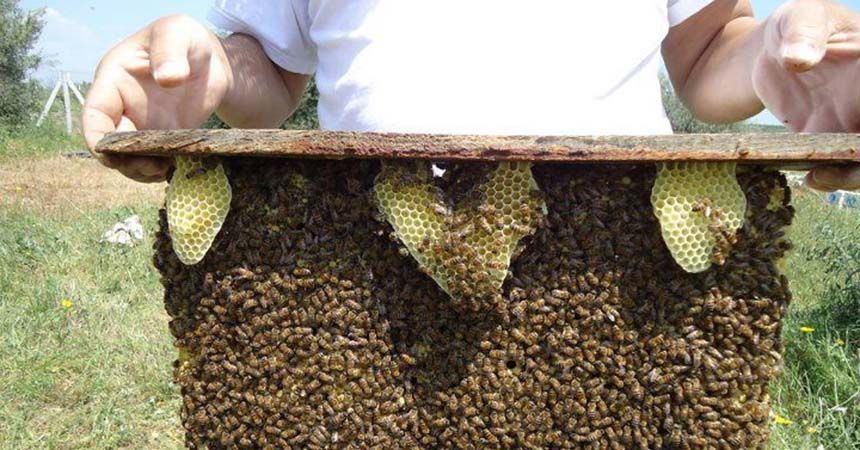 Arıcılardan ‘torba yasa’ tepkisi Arıcılardan ‘torba yasa’ tepkisi
