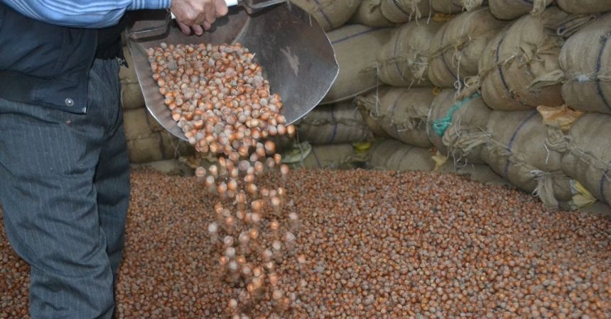 Fındık fiyatları resmen çakıldı: 9,75 TL Fındık fiyatları resmen çakıldı: 9,75 TL
