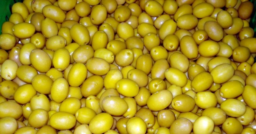 Zeytinimiz Ortadoğu sofralarını süslüyor Zeytinimiz Ortadoğu sofralarını süslüyor