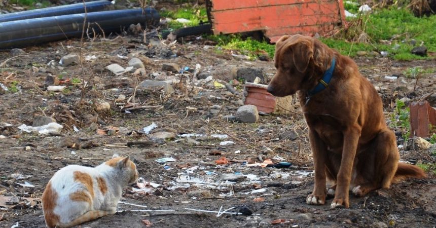 Sokak köpeği ile kedinin dostluğu