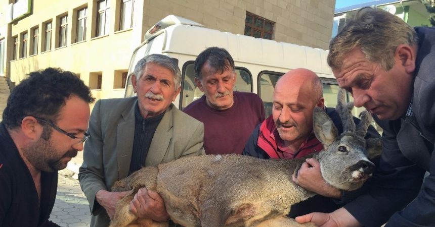Yaralı karaca için seferber oldular
