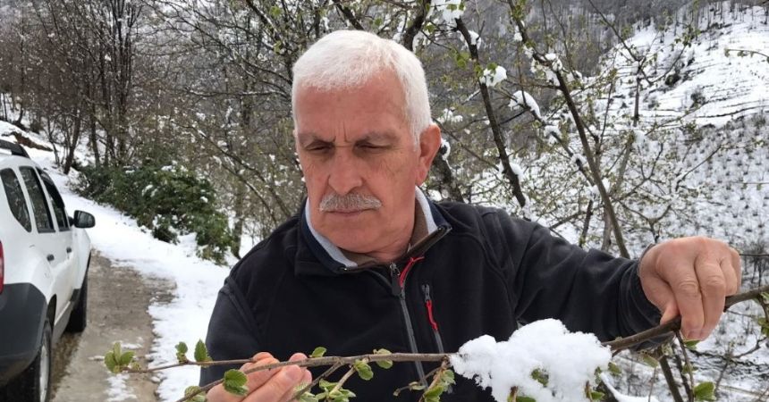 Kar yağışı fındığa yaradı! Kar yağışı fındığa yaradı!