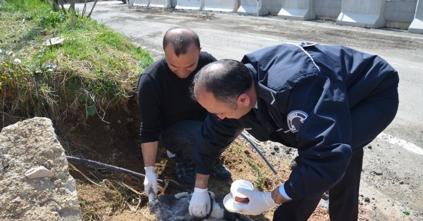 Polis, yaralı köpeğe sahip çıktı