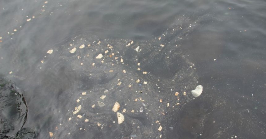Karadeniz’de balık ölümleri Karadeniz’de balık ölümleri