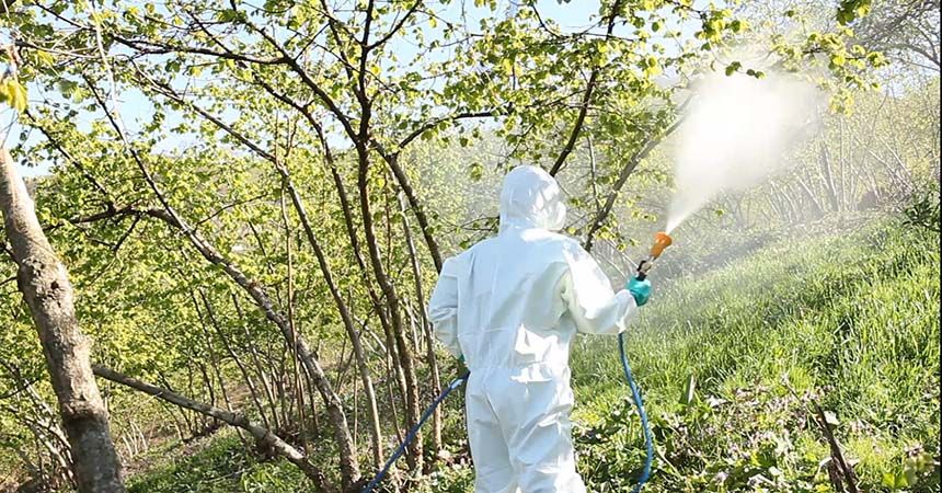 Fındıkta külleme ile mücadele yaygınlaşıyor Fındıkta külleme ile mücadele yaygınlaşıyor