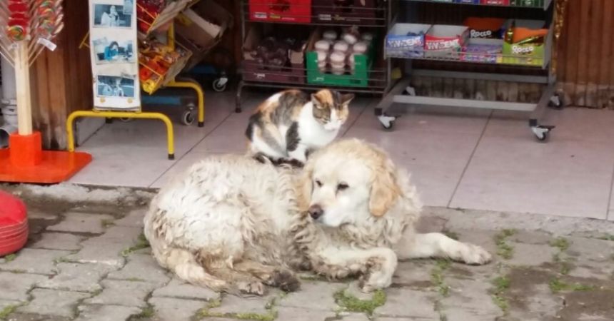 Kedi ile köpeğin şaşırtan dostluğu