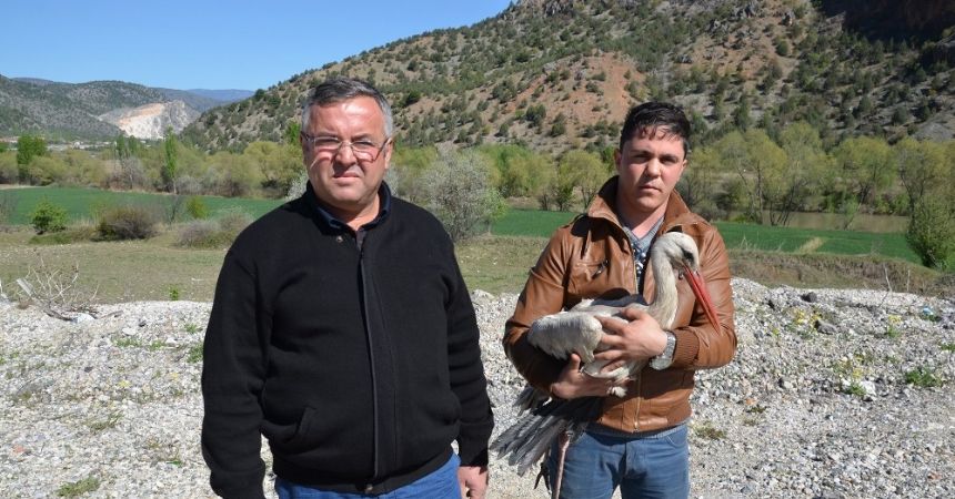 Yaralı leylek iki ayda iyileşti Yaralı leylek iki ayda iyileşti