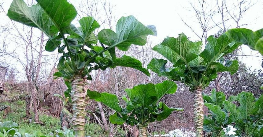 Guatrın sebebi karalahana Guatrın sebebi karalahana