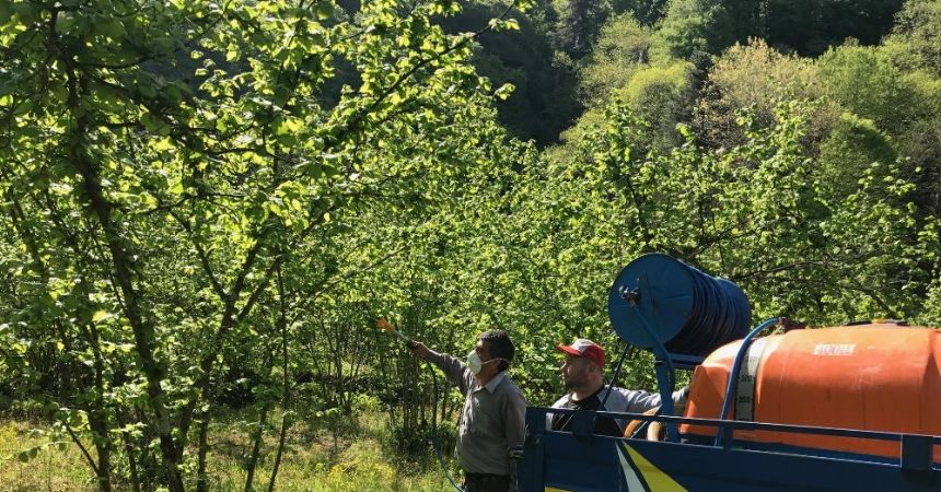 Fındık üreticileri hastalıkla mücadele ediyor Fındık üreticileri hastalıkla mücadele ediyor