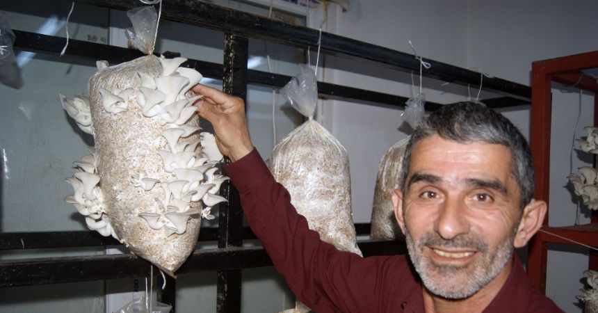 Çay ve fındığa ek gelir istiridye mantarı Çay ve fındığa ek gelir istiridye mantarı