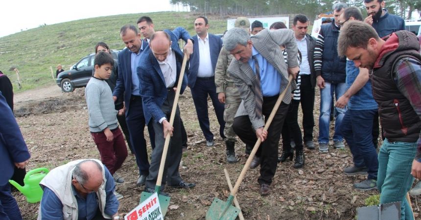 Vezirköprü şehitlerine hatıra ormanı