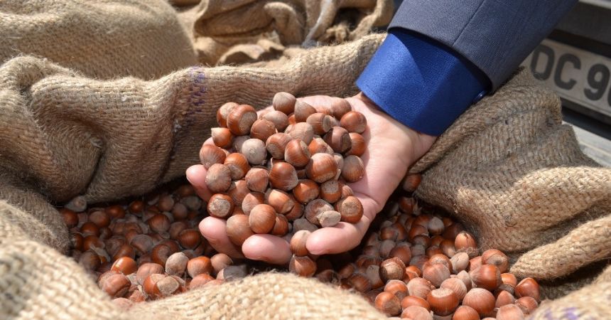 Pazara 375 bin ton fındık indi Pazara 375 bin ton fındık indi