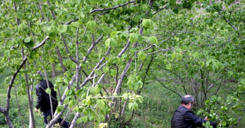Samsun'da en çok fındık üretildi