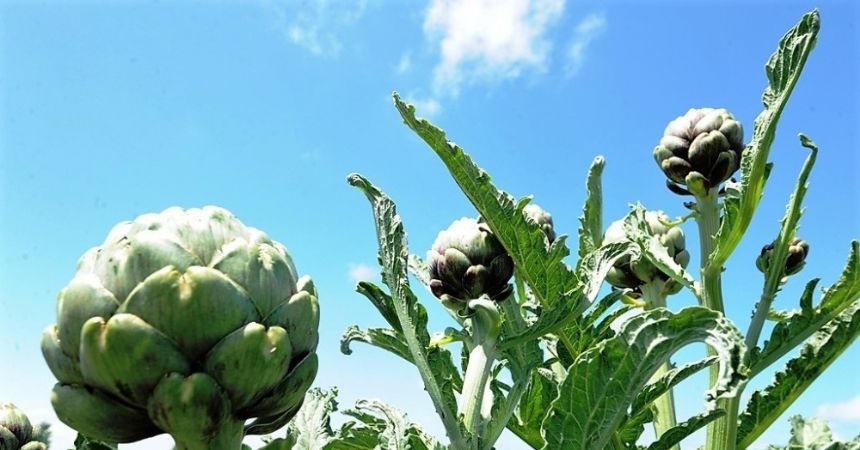 Cansuyu desteği yüz güldürdü Cansuyu desteği yüz güldürdü