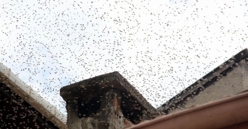 Firar eden arılar sokağı istila etti Firar eden arılar sokağı istila etti