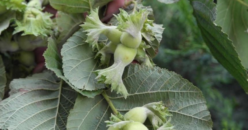 TMO'nun fındığa müdahalesi güvence TMO'nun fındığa müdahalesi güvence