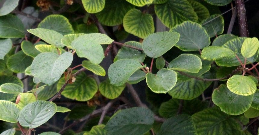 Dengeli yağışlar tarım için önemli Dengeli yağışlar tarım için önemli