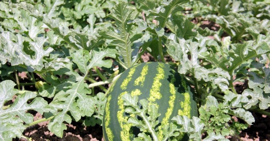 ’Baldan tatlı’ karpuz geliyor ’Baldan tatlı’ karpuz geliyor