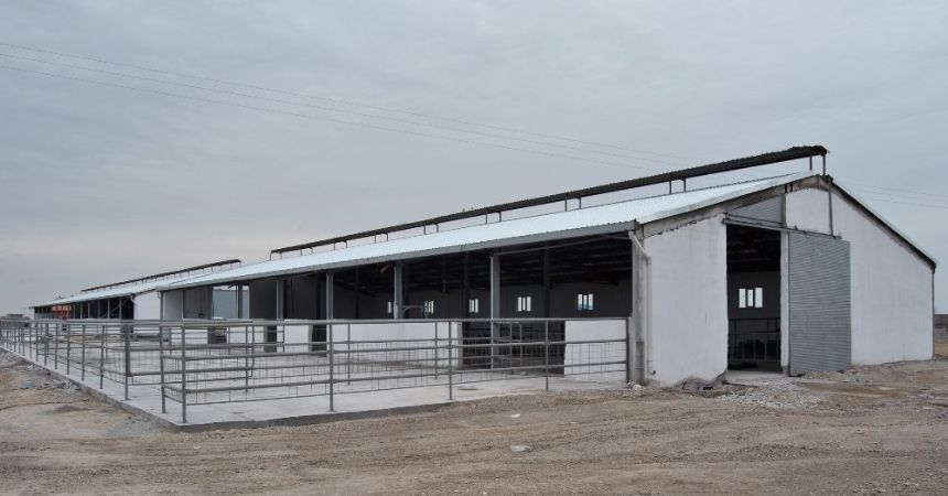 Çarşamba’ya besi bölgesi kuruluyor Çarşamba’ya besi bölgesi kuruluyor