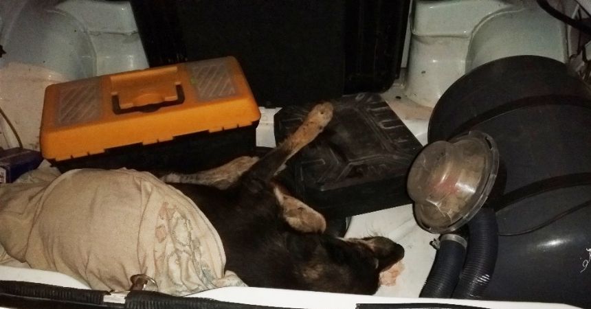 Yaralı köpeğin imdadına hayırsever yetişti
