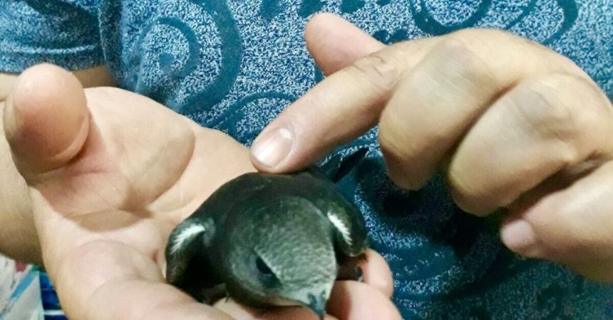 Çorum’da Ebabil kuşu yavrusu bulundu