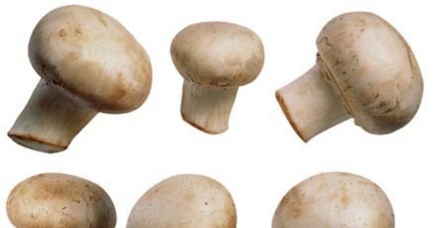 Mantar zehirlenmelerine dikkat Mantar zehirlenmelerine dikkat