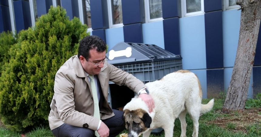 Sokak hayvanları Atakum’da güvende Sokak hayvanları Atakum’da güvende