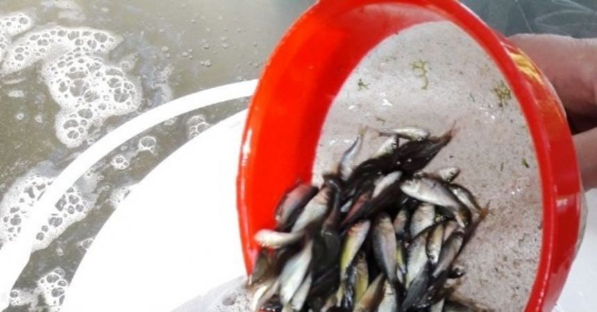 60 bin sazan yavrusu doğaya bırakıldı