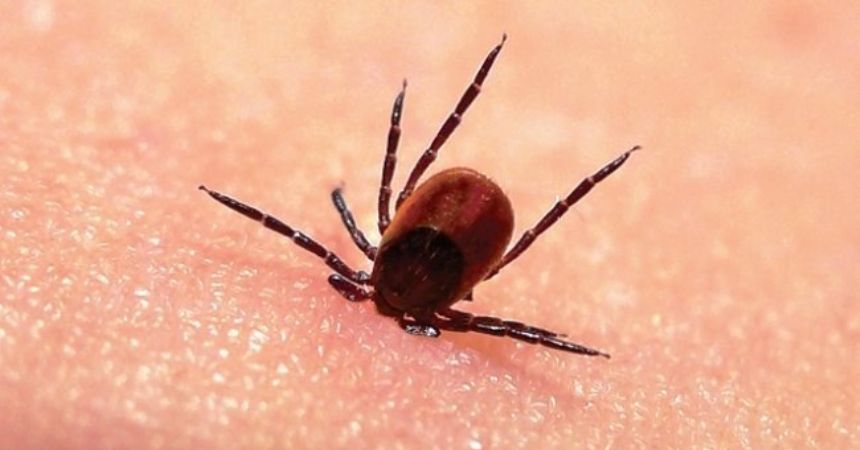 KKKA ile mücadele sürüyor KKKA ile mücadele sürüyor