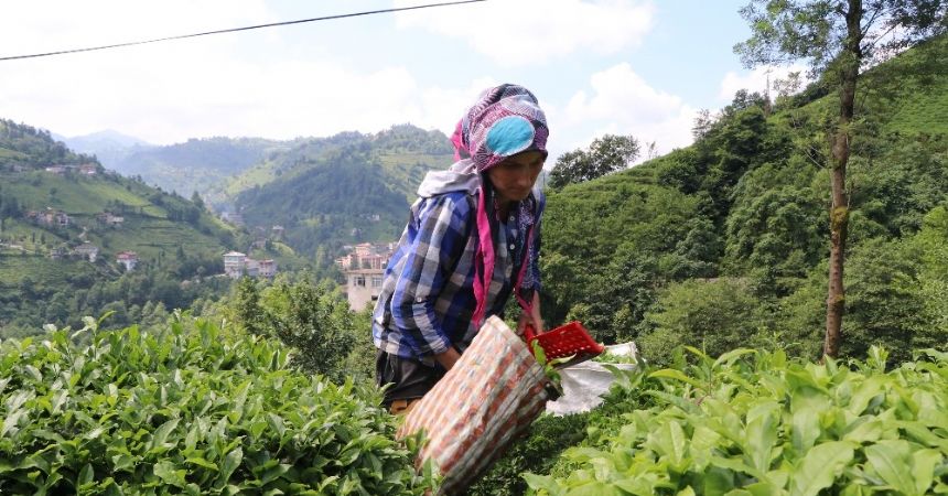 İkinci sürgün yaş çay hasadı başladı İkinci sürgün yaş çay hasadı başladı