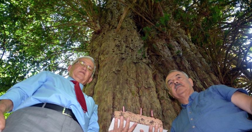 Dünyanın en yaşlı 5 ağacından biri