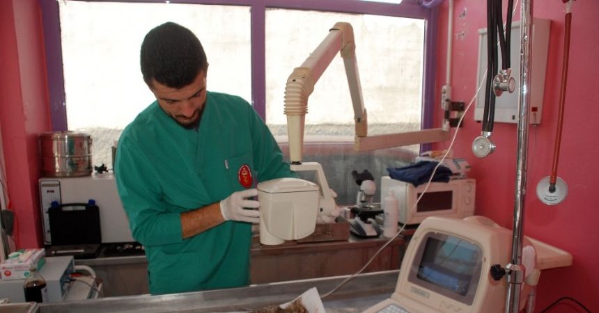 Hayvanların tedavisini sigorta karşılıyor
