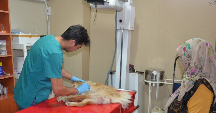 Felçli köpeğe çocuğu gibi bakıyor