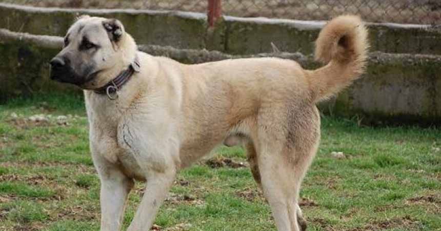 Kangal köpeğine 'tescil' şoku