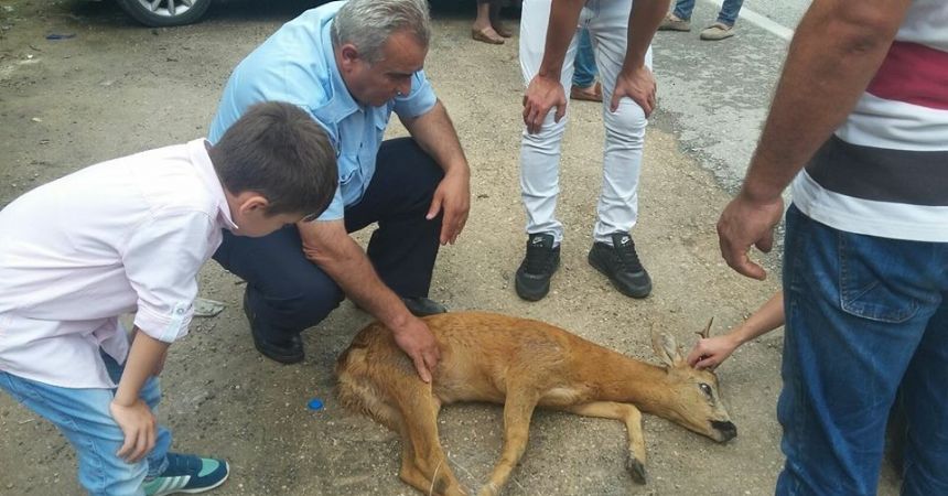 Yola fırlayan yavru ceylana otomobil çarptı