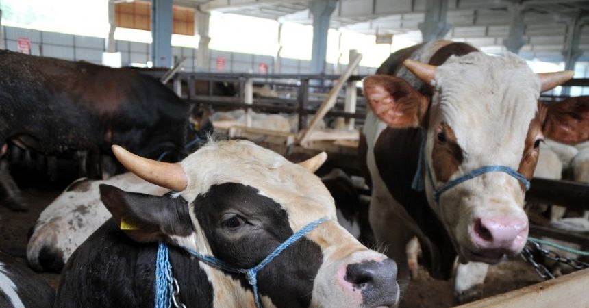 Kurbanlık hayvanlara rağbet yok Kurbanlık hayvanlara rağbet yok