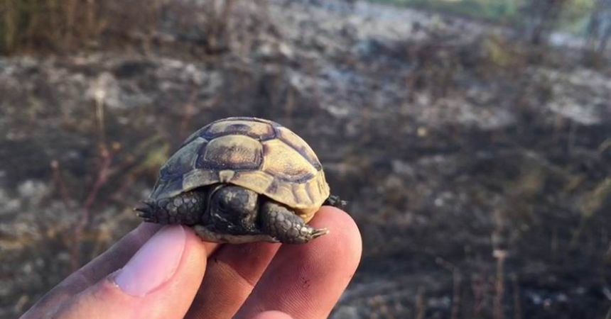Yavru kaplumbağa kurtarıldı