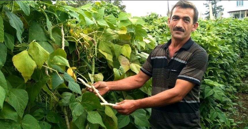 Nebiyan fasulyesi yok satıyor Nebiyan fasulyesi yok satıyor