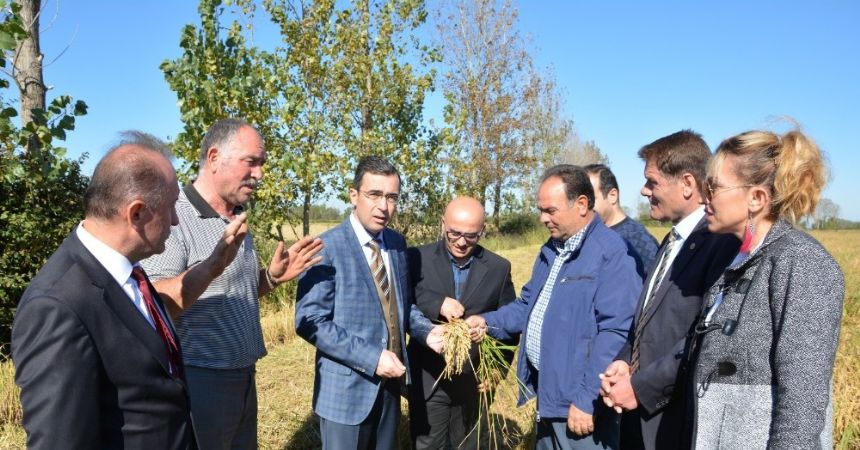 Çeltik altın yılını yaşıyor Çeltik altın yılını yaşıyor