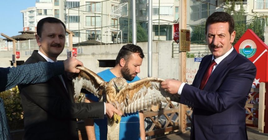 Kızıl şahine Başkan Tok sahip çıktı