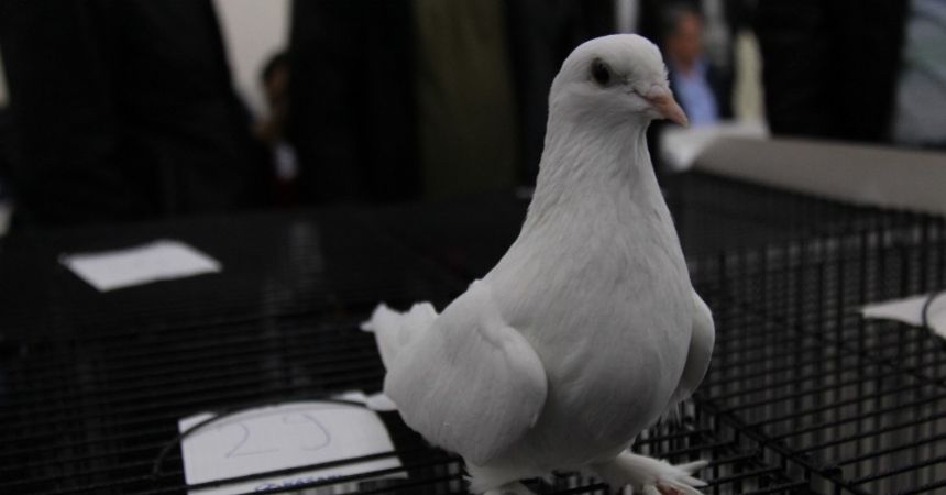 Güvercinlerin güzellik yarışı... Güvercinlerin güzellik yarışı...