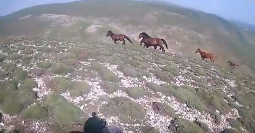 Dağda karşısına çıkan yılkı atlarıyla yarıştı
