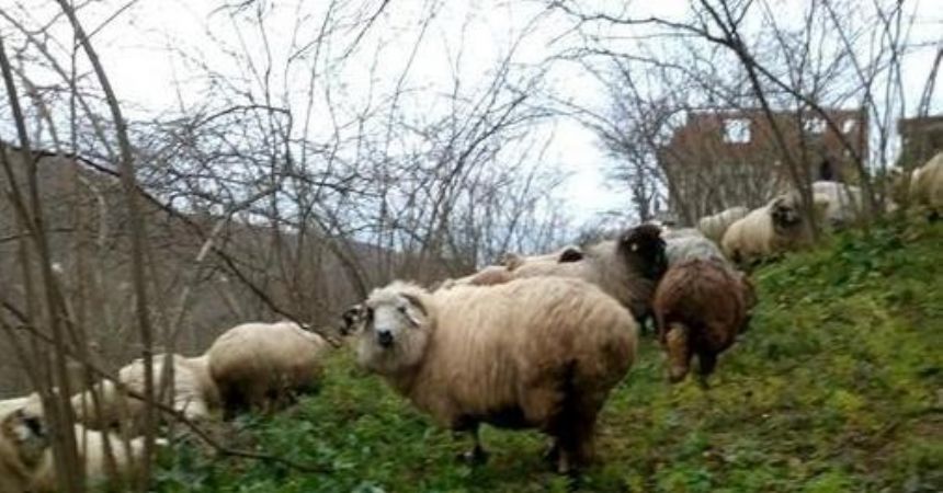 Of, Artlı ve Çepni koyun tiplerini araştıracaklar