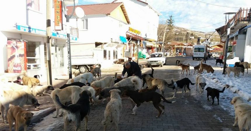 Yayladaki aç köpeklere sahip çıkıyorlar Yayladaki aç köpeklere sahip çıkıyorlar