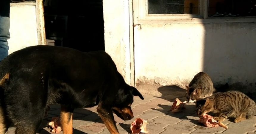 “Karabaş” kaçarak kurtuldu