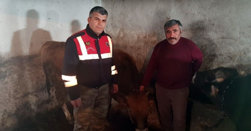 Ahırdan çalınan hayvanları jandarma buldu