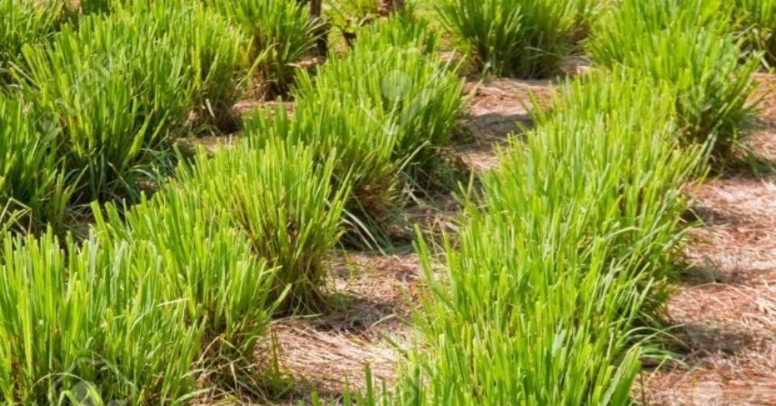 Ordu, limon otu ile ferahlayacak Ordu, limon otu ile ferahlayacak