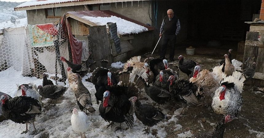 Organik hindiye yılbaşı rağbeti