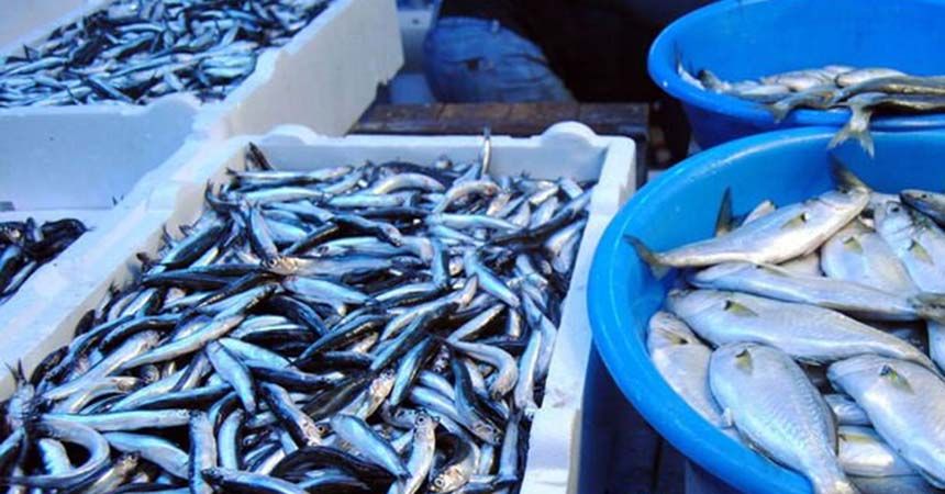 Tezgahlarda balık fiyatları düşmüyor