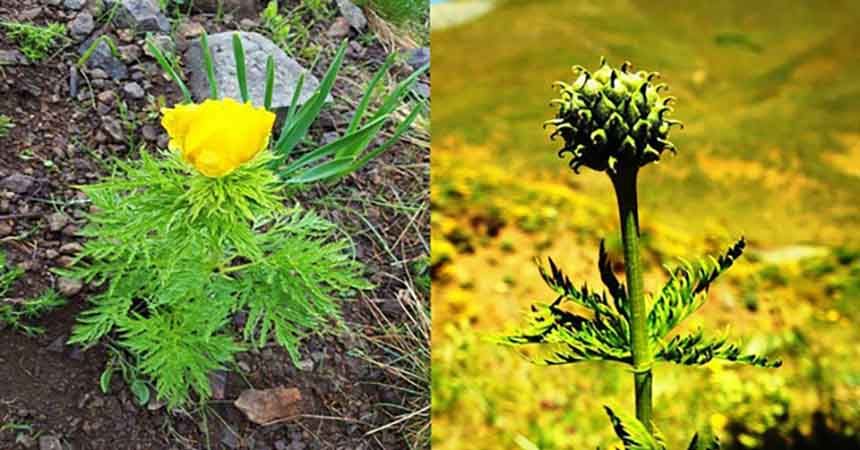 150 yıl sonra görüldü, korumaya alınıyor